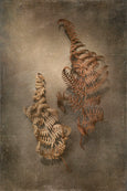 Earthy Ferns - 2x Large Art prints, set 2