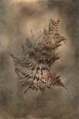 Earthy Ferns - 2x Large Art prints, set 2