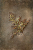 Earthy Ferns - 3x A2 Art prints, set 1