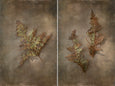 Earthy Ferns - 2x Large Art prints, set 3