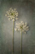 Foraged Gallery Wall - 5x Art prints, set 4
