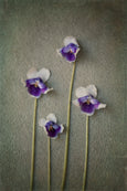 Foraged Gallery Wall - 5x Art prints, set 3
