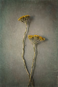 Foraged Gallery Wall - 5x Art prints, set 4