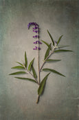 Foraged Gallery Wall - 5x Art prints, set 3