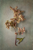 Foraged Gallery Wall - 5x Art prints, set 3