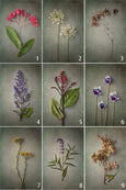 Foraged Gallery Wall - 5x Art prints, set 4