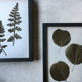 Art Forms in Nature - 2x Large Art prints, set 2