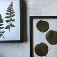 Art Forms in Nature - 4x A2 Art prints