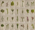 Fynbos Garden Gallery Wall - 7x Art prints, set 2