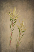 Fynbos and Protea - 3x Large Art prints