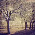 Karoo Treasures - 9x Square Art prints