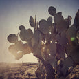 Karoo Treasures - 9x Square Art prints