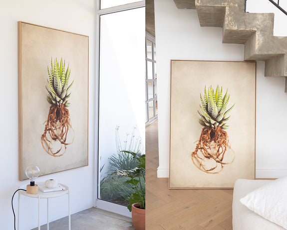 Succulent Study