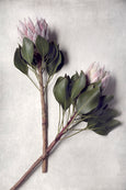 Pale Proteas - 2x Large Art Prints, set 2