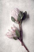 Pale Proteas - 2x Large Art Prints, set 2