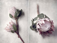 Pale Proteas - 2x Large Art Prints, set 1