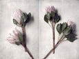 Pale Proteas - 2x Large Art Prints, set 2