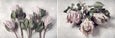 Pale Proteas - 2x Large Art Prints, set 3