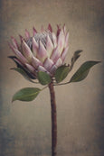 Fynbos and Protea - 3x Large Art prints