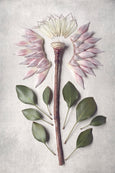 Protea Anatomy - 3x A2 Art Prints