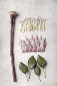 Protea Anatomy - 3x A2 Art Prints