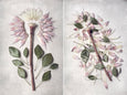 Protea Anatomy - 2x Large Art Prints, set 1