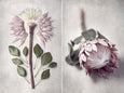 Protea Anatomy - 2x Large Art Prints, set 2