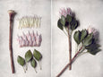 Protea Anatomy - 2x Large Art Prints, set 3