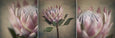Protea Still - 3x Square Art prints, small