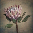 Protea Still - 3x Square Art prints, set 2