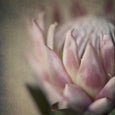 Protea Still - 3x Square Art prints, set 2