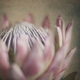Protea Still - 3x Square Art prints, set 2