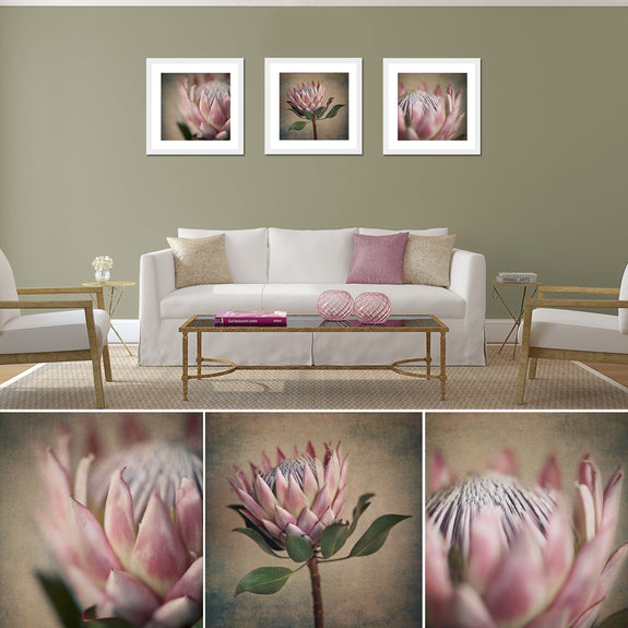 Protea Still - 3x Square Art prints, set 2