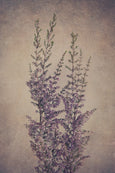 Fynbos and Protea - 3x Large Art prints