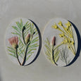 Original Botanical Cast - A3 Oval - Protea