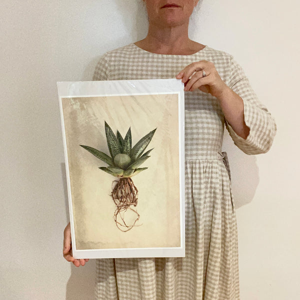 Print Sale - Succulent Study 2 - A3 - Unframed