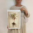 Print Sale - Succulent Study 3 - A3 - Unframed