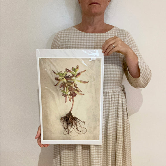 Print Sale - Succulent Study 3 - A3 - Unframed
