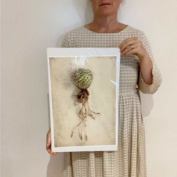 Print Sale - Succulent Study 5 - A3 - Unframed