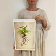 Print Sale - Succulent Study 6 - A3 - Unframed