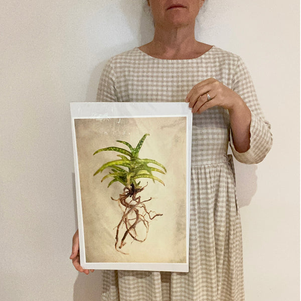 Print Sale - Succulent Study 6 - A3 - Unframed