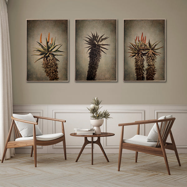 Mountain Aloes - 3x Large Art prints