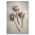 Print Sale - Everlasting 1 - A4 - Unframed