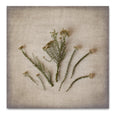 Print Sale - Fynbos on Linen 4 - 30x30cm - Unframed
