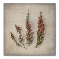 Print Sale - Fynbos on Linen 1 - 30x30cm - Unframed