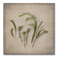 Print Sale - Fynbos on Linen 5 - 30x30cm - Unframed