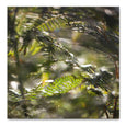 Print Sale - Hidden Kingdom 1 - 30x30cm - Unframed