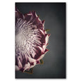 Print Sale - King on Gray 2 - A4 - Unframed