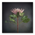 Print Sale - King on Gray - 30x30cm - Unframed