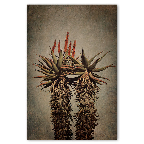 Mountain Aloes 1